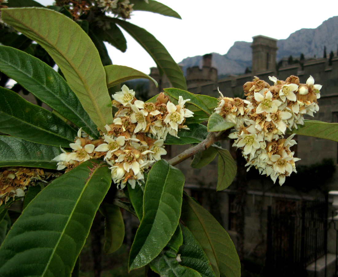 Image of Eriobotrya japonica specimen.