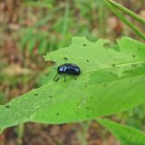 Image of taxon representative. Author is Александр Бронсков