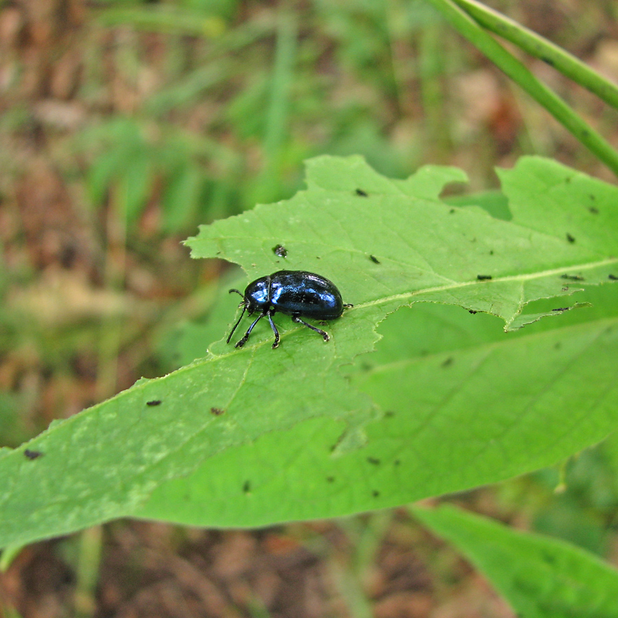 Image of Vincetoxicum scandens specimen.