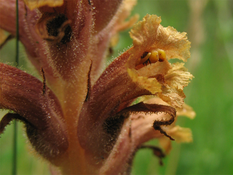 Image of Orobanche elatior specimen.