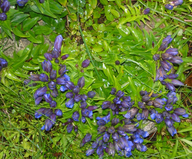 Изображение особи Gentiana septemfida.