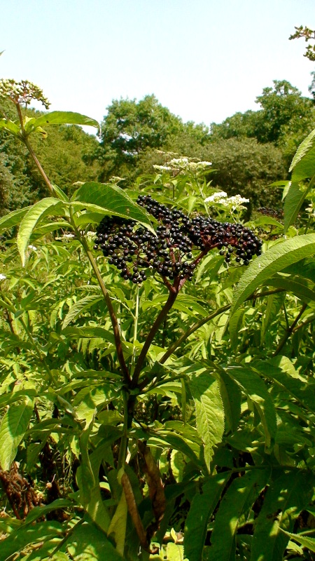 Image of Sambucus ebulus specimen.