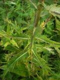 Cirsium heterophyllum