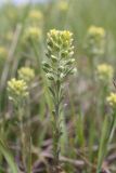 Alyssum alyssoides