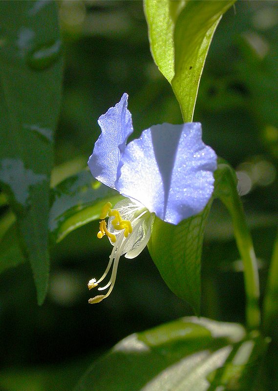 Изображение особи Commelina communis.