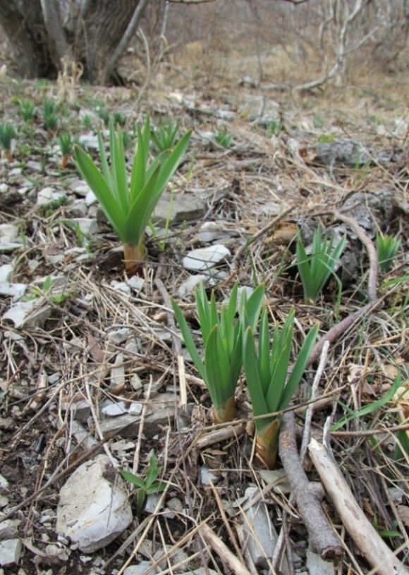 Изображение особи род Eremurus.