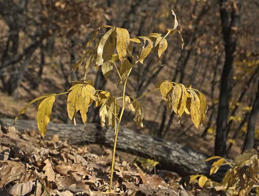 Image of genus Paeonia specimen.