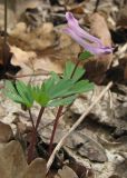 Corydalis paczoskii