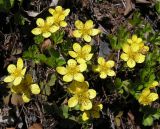 Waldsteinia ternata подвид maximowicziana. Цветущее растение. Хабаровский край, Ванинский р-н, окр. пос. Высокогорный. 25.05.2013.