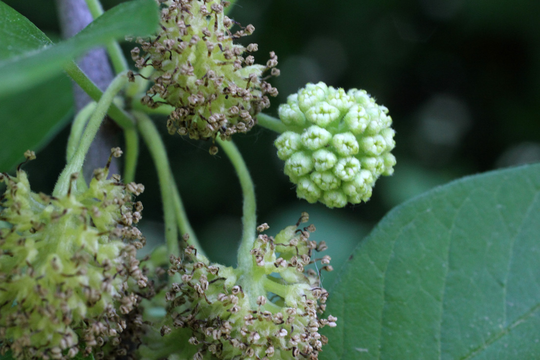 Image of Maclura pomifera specimen.