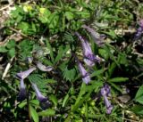 Corydalis subjenisseensis