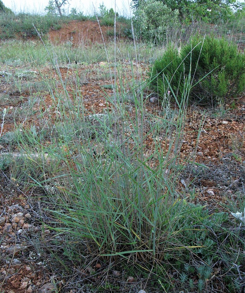 Image of genus Elytrigia specimen.