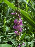 Lythrum salicaria. Часть соцветия. Курская обл., г. Железногорск, берег вдхр. на р. Погарщина. 27 июня 2007 г.