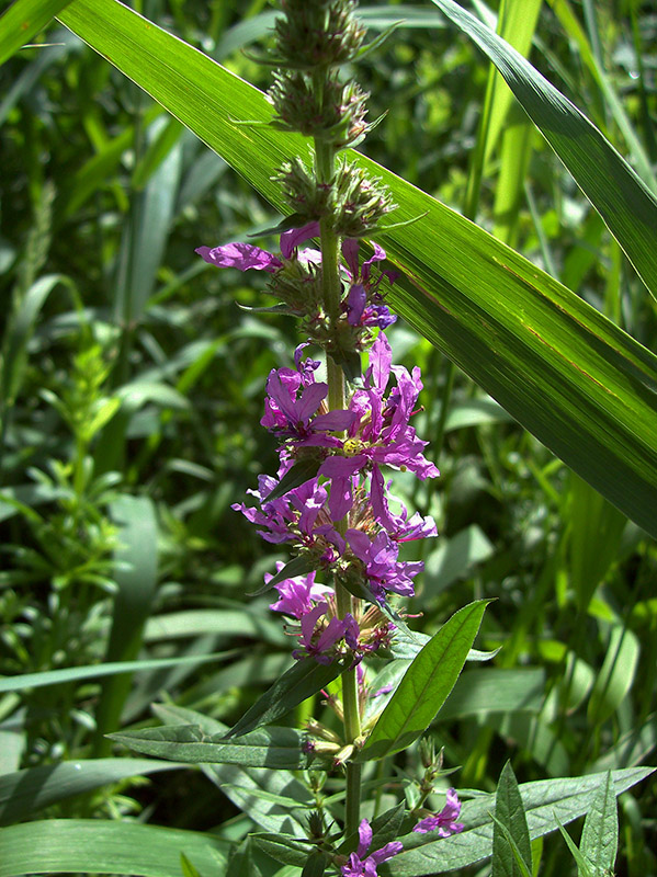 Image of Lythrum salicaria specimen.
