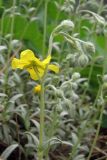 Helianthemum stevenii