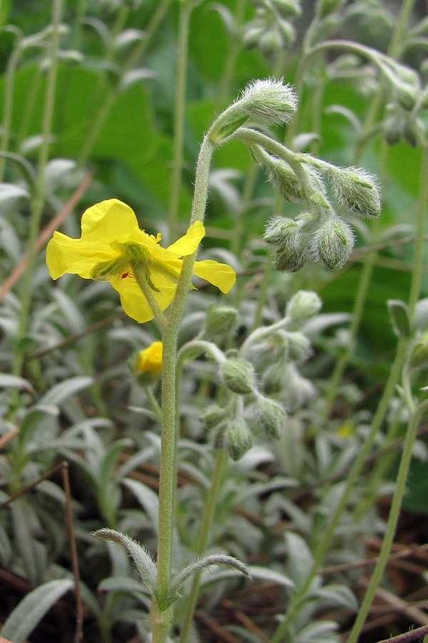 Изображение особи Helianthemum stevenii.