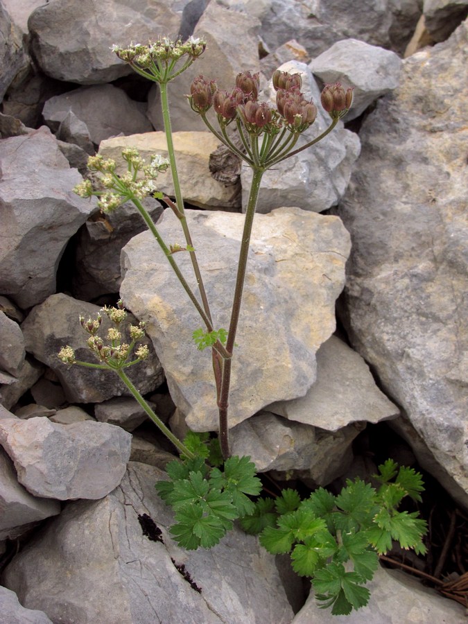 Изображение особи Heracleum ligusticifolium.