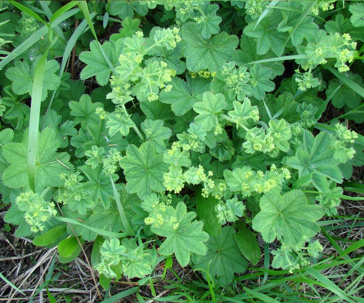 Изображение особи Alchemilla murbeckiana.