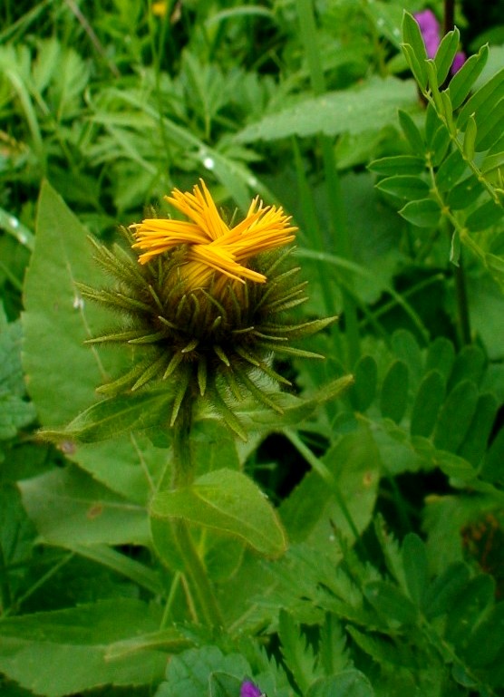 Изображение особи Inula orientalis.