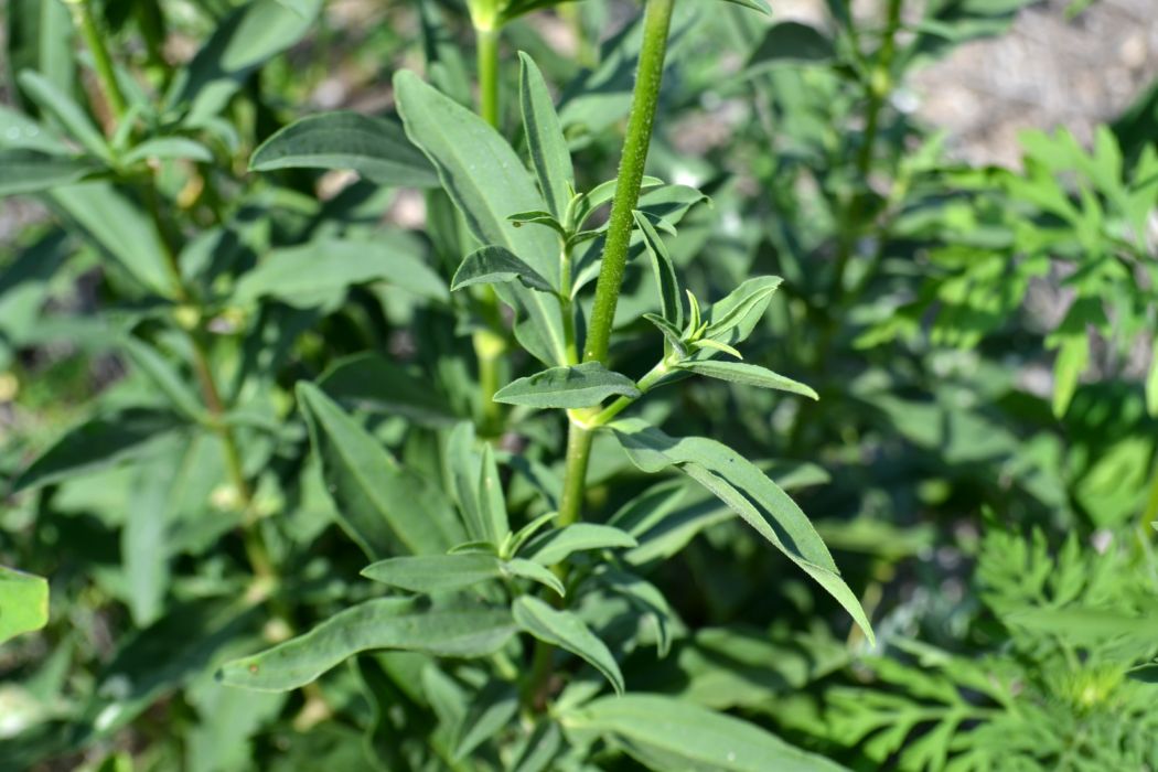 Image of Saponaria officinalis specimen.