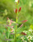 Galium physocarpum. Часть побега. Украина, Донецкая обл., Славянский р-н, окр. с. Богородичное. 10.07.2012.