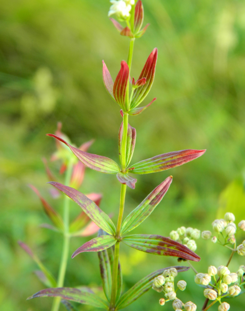 Изображение особи Galium physocarpum.