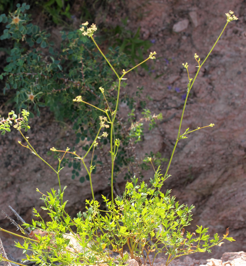 Image of Sphaenolobium tianschanicum specimen.