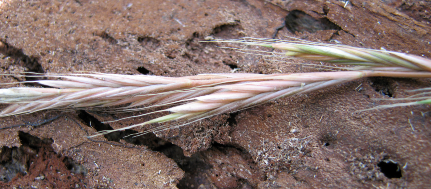 Изображение особи Brachypodium sylvaticum.