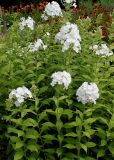 Phlox paniculata. Цветущие растения. Германия, г. Krefeld, ботанический сад. 31.07.2012.