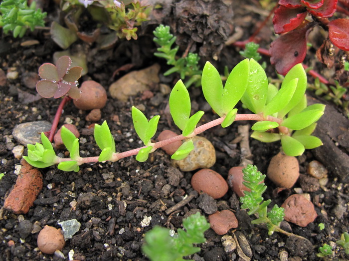 Изображение особи Sedum sarmentosum.