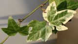 Hedera helix