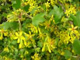 Ribes aureum