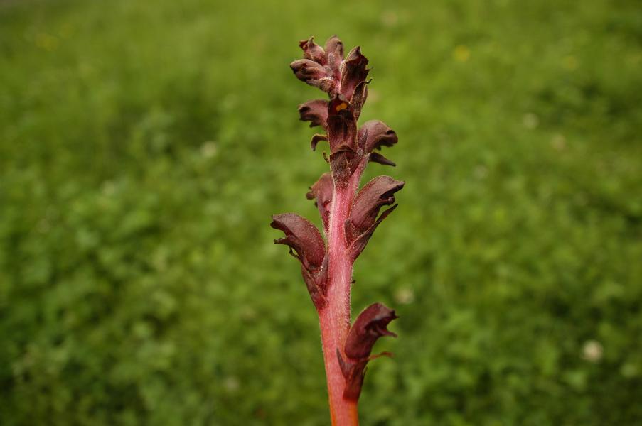 Image of Orobanche gamosepala specimen.