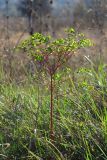 Euphorbia platyphyllos