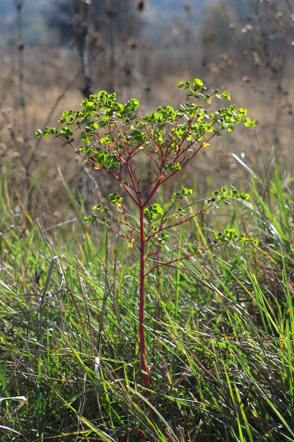Image of Euphorbia platyphyllos specimen.