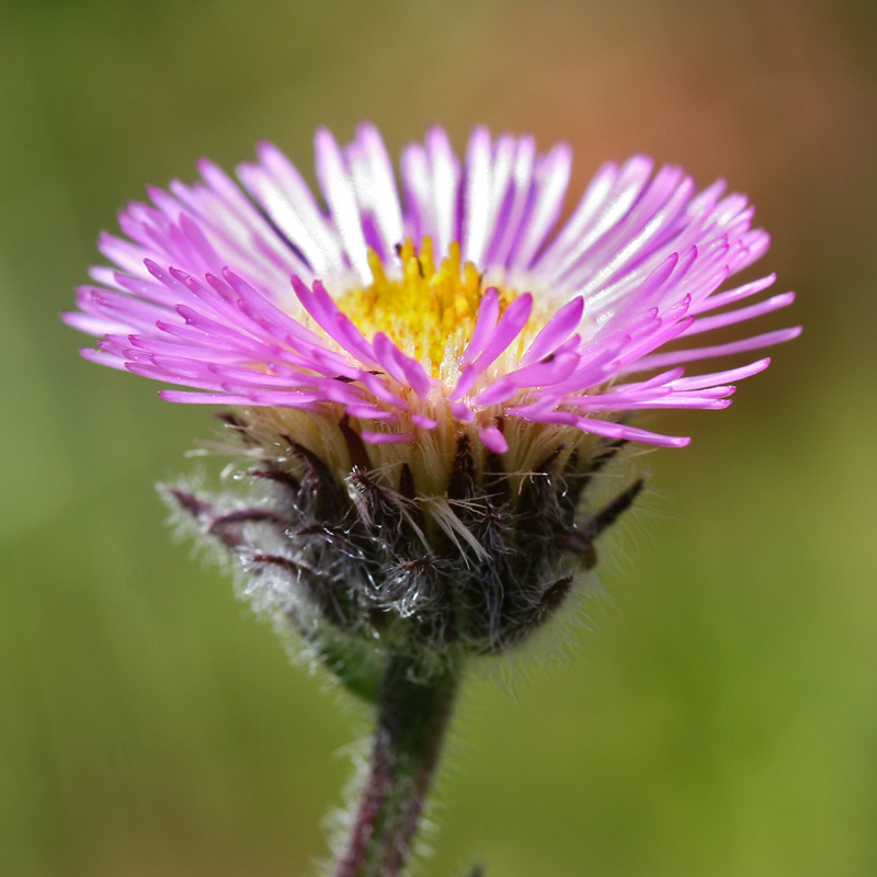 Image of Erigeron caucasicus specimen.