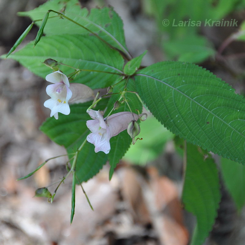 Изображение особи род Impatiens.