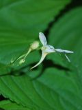 Impatiens parviflora