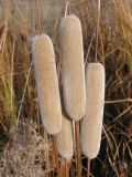 Typha tichomirovii