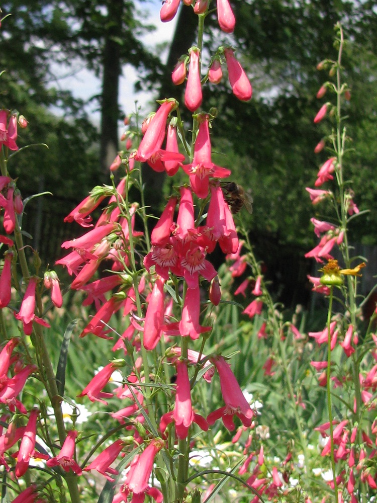 Изображение особи род Penstemon.