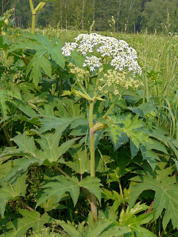 Изображение особи Heracleum dissectum.