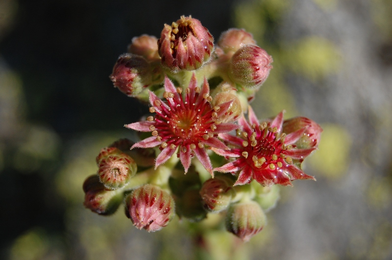 Изображение особи Sempervivum pumilum.