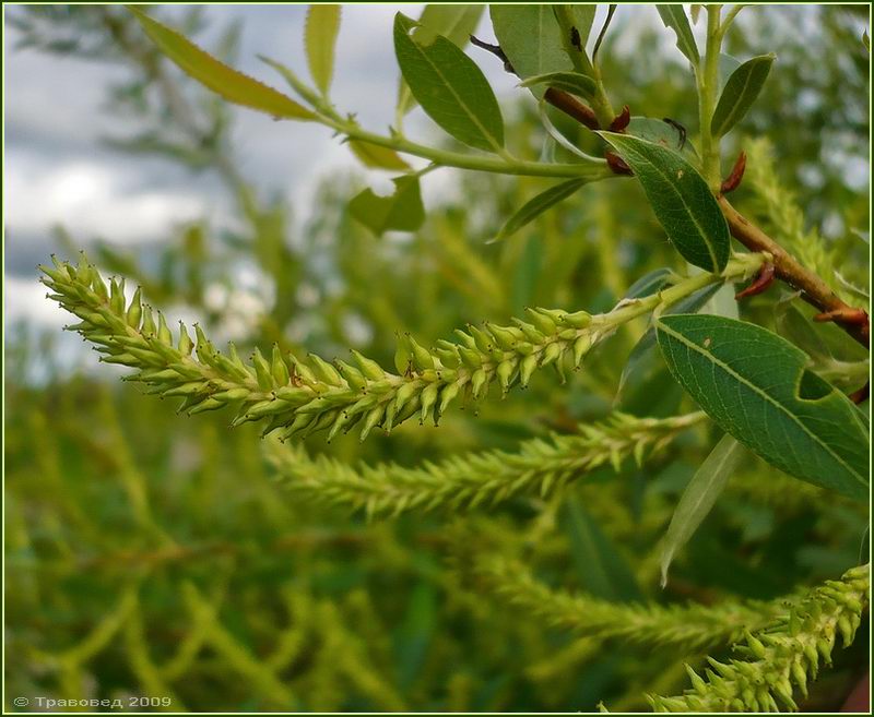Изображение особи Salix triandra.