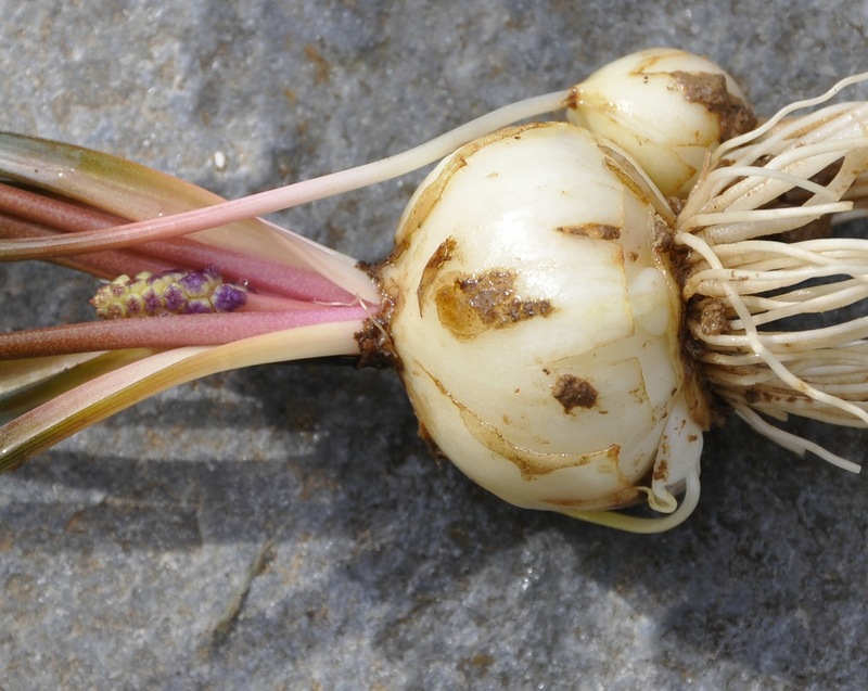 Image of Muscari pulchellum specimen.