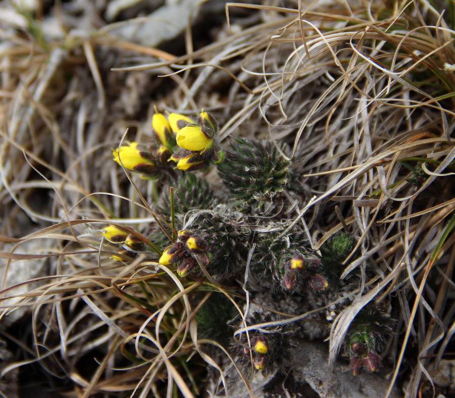 Изображение особи Draba cuspidata.