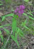 Melampyrum setaceum