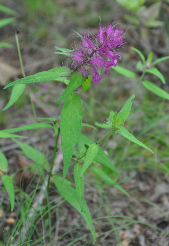 Изображение особи Melampyrum setaceum.