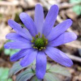Anemone caucasica