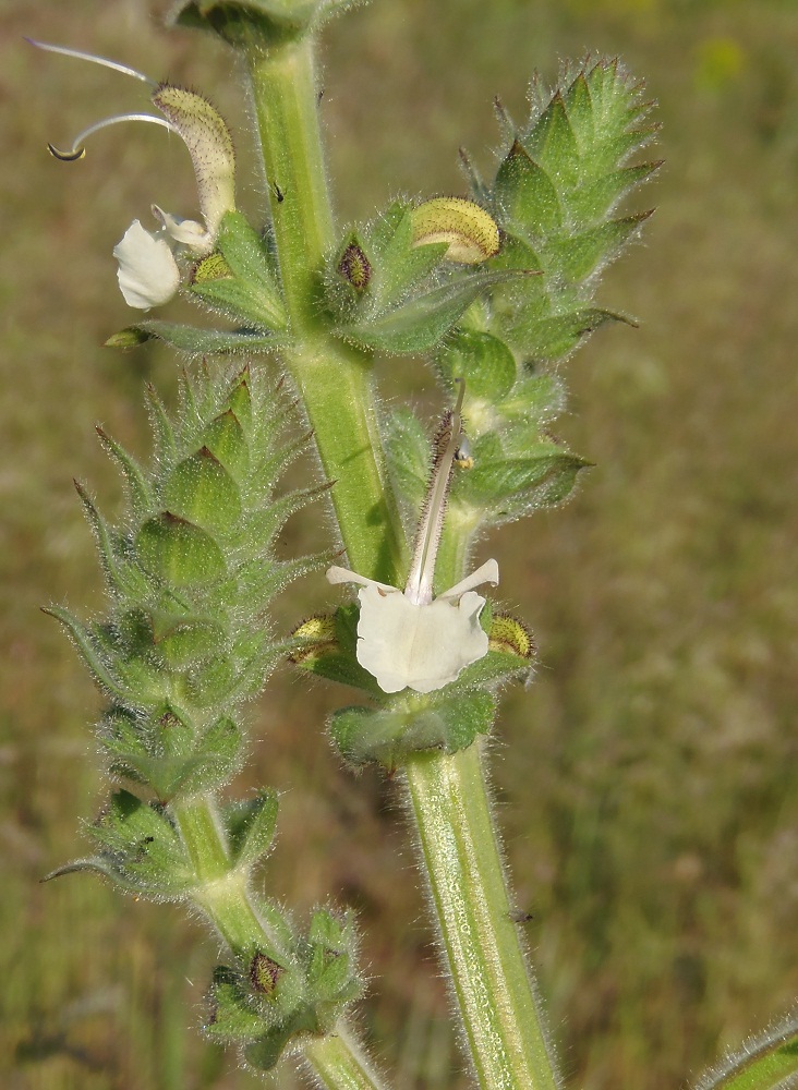 Изображение особи Salvia revelata.