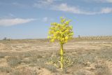 Ferula foetida